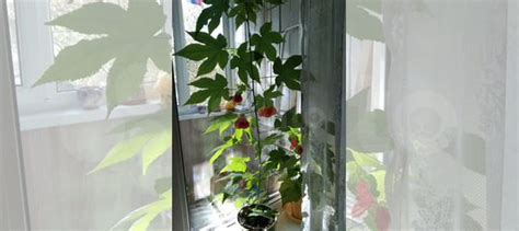 Абутилон купить в Москве | Товары для дома и дачи | Авито