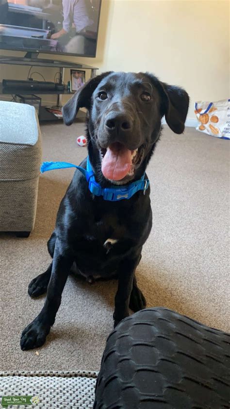 LAB/COLLIE DOG - Stud Dog in FIFE, the United States | Breed Your Dog