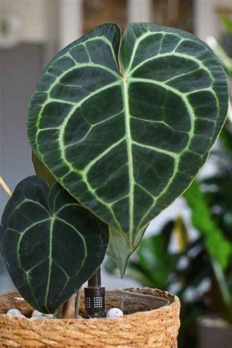 Complete Anthurium Clarinervium Care Guide