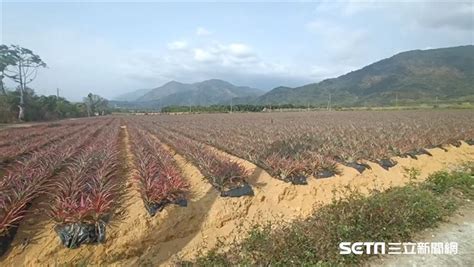 鳳梨大出價跌！果農傳棄收嘆「賣日本不如賣中國」 農委會回應了 生活 三立新聞網 Setncom