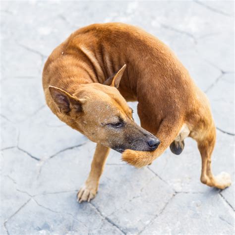 Why Does My Dog Keep Biting His Tail? 14 Possible Causes - PetHelpful