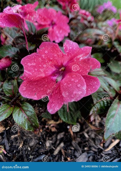 Impatiens and New_Guinea_impatiens from the Territory of Papua Stock