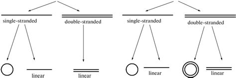 A scheme showing the structure and shape of viral genomes. | Download ...