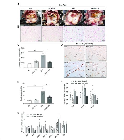 Ace Ameliorated Hfd Induced Adipose Tissue Injury A Representative