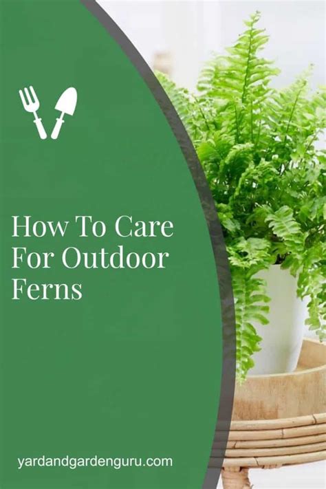 How To Care For Outdoor Ferns