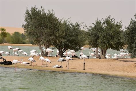 Al Qudra Lake One Of The Best Place To Visit In Dubai