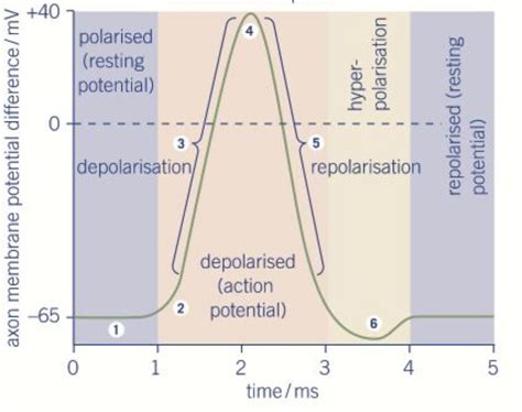 Biology Chapter 13 Action Potentials Diagram Diagram Quizlet