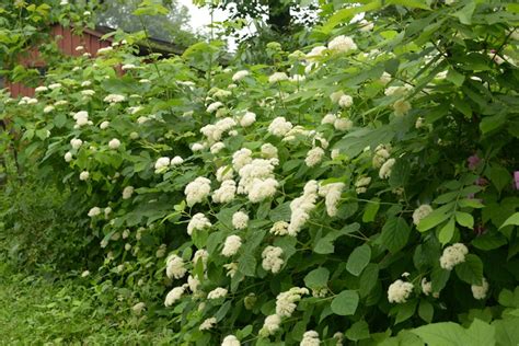 hydrangea arborescens wild hydrangea wild ridge plants llc