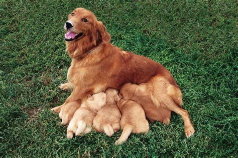 Dog Reproductive Cycle