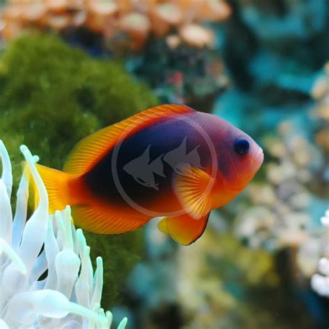CLOWN CINNAMON NAKED AQUACULTURED Amphiprion Melanopus Aquatics Unlimited