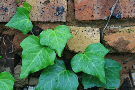 Ivy Against Brick Wall Free Stock Photo - Public Domain Pictures