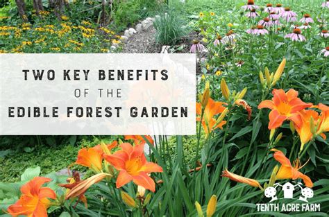 Two Key Benefits Of The Edible Forest Garden Tenth Acre Farm