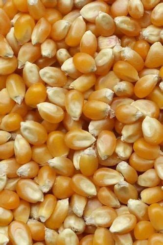 Dried Yellow Maize Seeds For Agriculture Packaging Type Loose At Rs