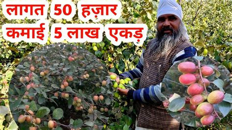 कश्मीरी एप्पल बेर की खेती से कमाई 5 लाख प्रति एकड़ Apple Ber Plant Apple Ber Ki Kheti India