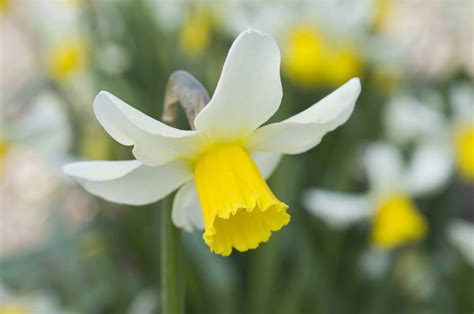 Narcis Planten Vermeerderen En Verzorgen Gardeners World