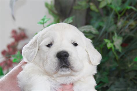 akc white english creme golden retriever puppies minnesota