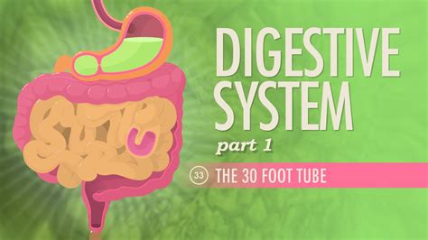 A P 33 Digestive System Part 1 CrashCourse Accredicity A