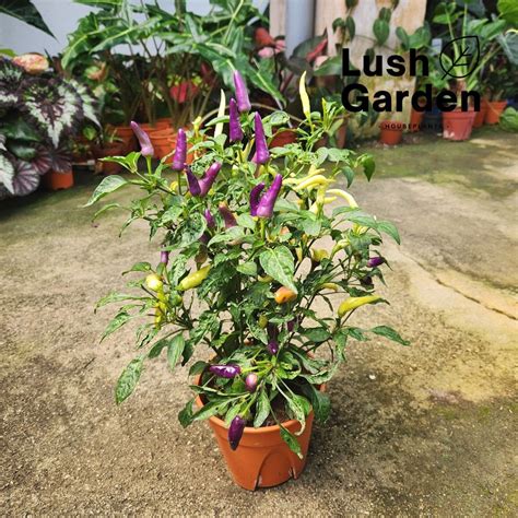 Chili Plant Hot Pokok Cili Api Mm Pot Edible Live Plant Vegetable Sayur Cili Padi Lush