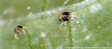 Spider Mites Eden Tree Pros
