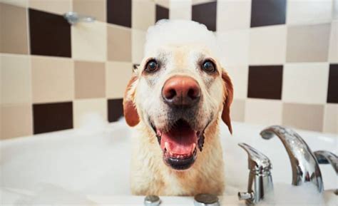 6 Best Dog Shampoos for Allergies: Top Suds For Allergic Pups!