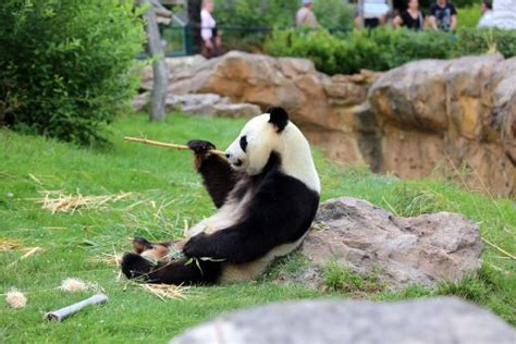 QUIZ Etes Vous Incollables Sur Les Pandas De Beauval Loir Et Cher