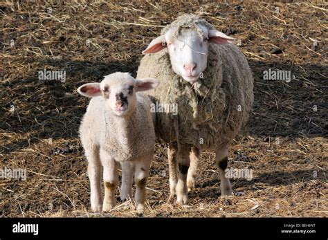 domestic sheep ovis aries stock photo alamy