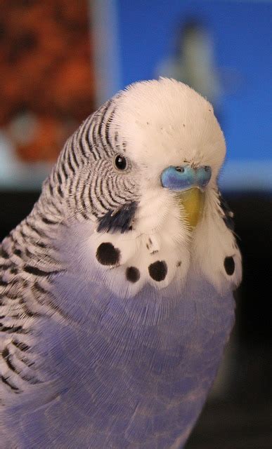 70 Free Budgerigar Budgie Images Pixabay