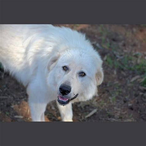 Frosty Large Female Maremma Sheepdog Dog In Nsw Petrescue