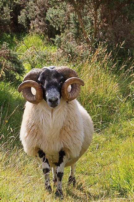 Scottish Animal Stock Photos Kimballstock