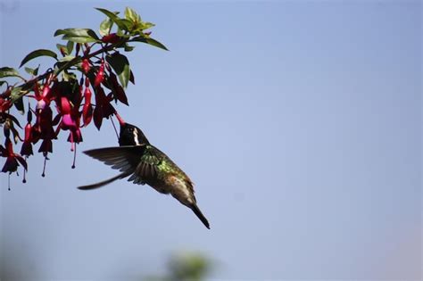 Premium Photo | Colibri hummingbird