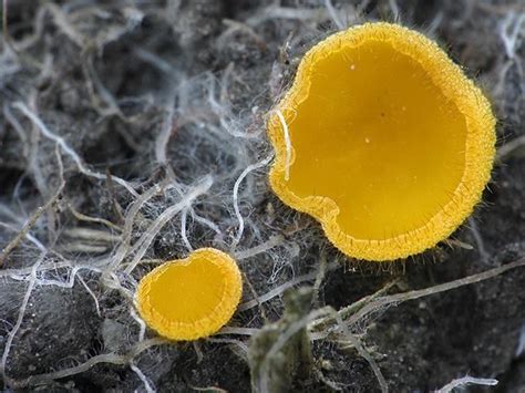 Cheilymenia Vitellina Stuffed Mushrooms Fungi Slime Mould