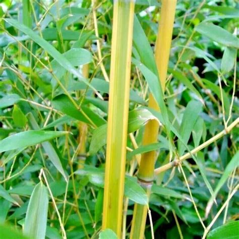 10 Spectabilis Bamboo Seeds Phyllostachys Aureosulcata Spectabilis Fresh Garden