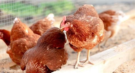 How To Stop Chickens From Pecking Each Other 10 Tips That Help