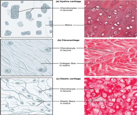 Fibrocartilage