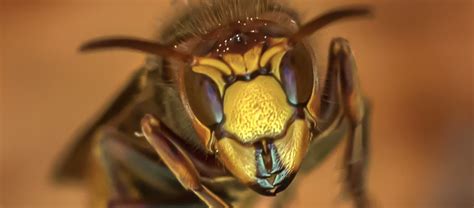 Invasive Species: The Hidden Tax You Never Saw Coming - Lee Hyder