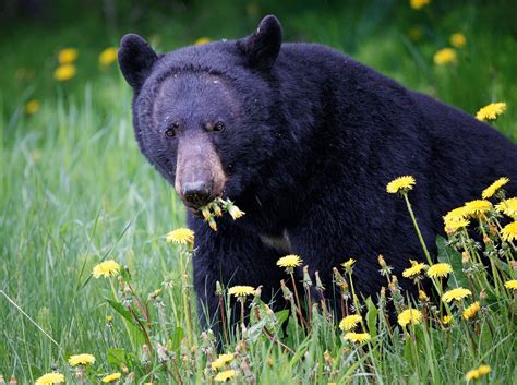 What Do Black Bears Eat These 50 Prime Bear Meals Good Outdoor Life