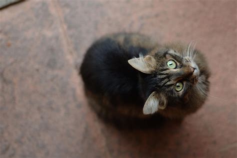 Gay Cats On Twitter DSC 5041 Https T Co PFnC3CslPh Twitter