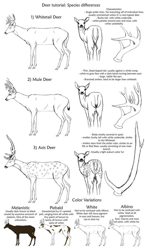 Basic Deer Species Tutorial By Creepygoth666 On Deviantart Deer