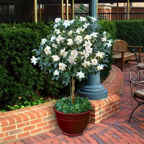 Braided 'Aimee' Gardenia Tree - 10" Pot – Cottage Farms Direct