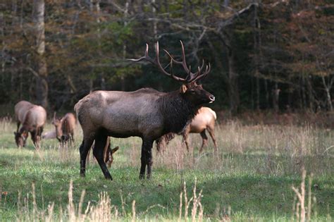 Hellbender Press Twra Seeks Information On Bull Elk Poaching