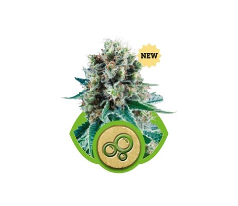 Venta De Bubble Kush Automatic De Royal Queen Seeds La Huerta Grow Shop