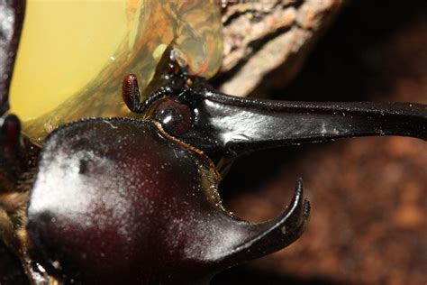 male japanese rhinoceros beetle allomyrina dichotoma eating
