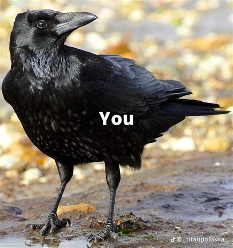 Gente Que Amor Furry Yaoi Gay Rpg Amino