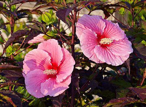 Best Easy Care Perennials — Perfect For New Gardeners Garden Gate