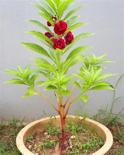 Balsam Plant Red Myowngarden® Agri Products