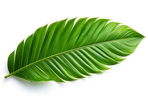 Premium AI Image Natural Palm Tree Leaf Isolated On White Background