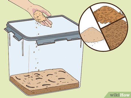 3 Ways to Care for Superworms - wikiHow