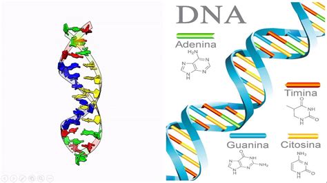A Composição Genética De Um Indivíduo Recebe A Denominação De