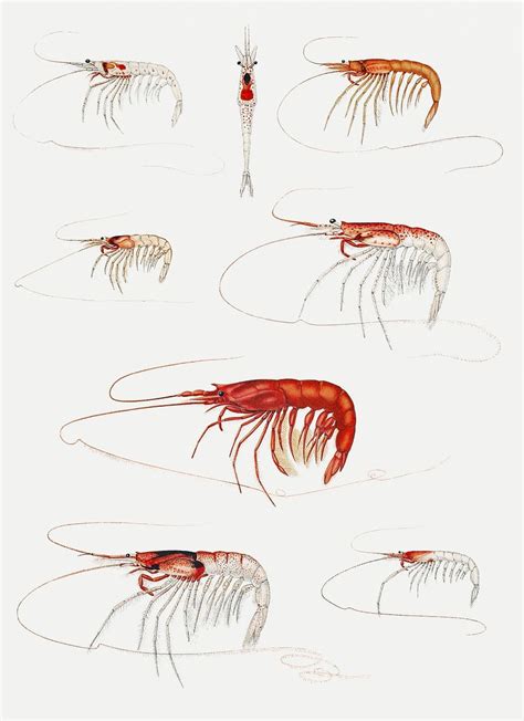 Shrimp varieties set illustration | Premium PSD Illustration - rawpixel