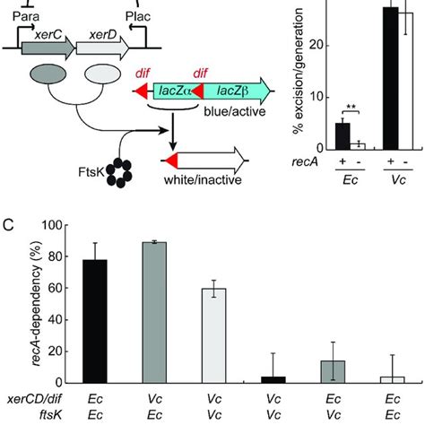 Genetic Determinants Of Xer Recombination At Dif A Scheme Of The